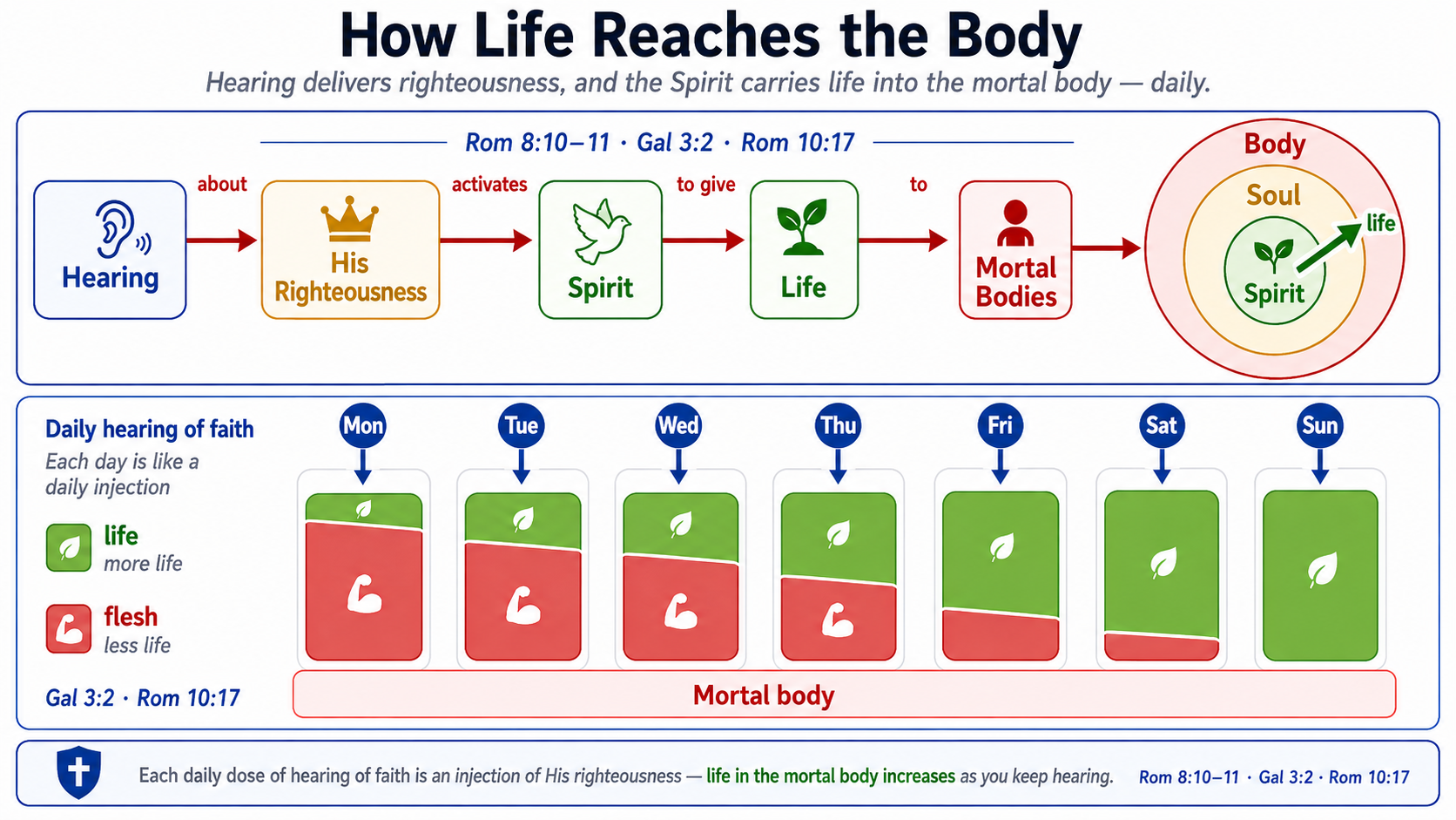 How life reaches the body: hearing about His righteousness activates the Spirit to give life; daily hearing of faith increases life in the mortal body